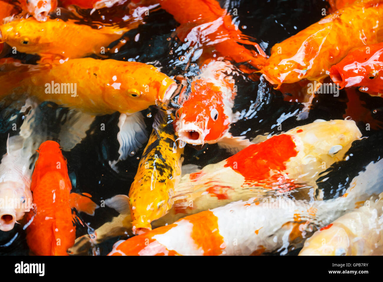 Goldfish with gaping open mouths competing to be fed Stock Photo Alamy