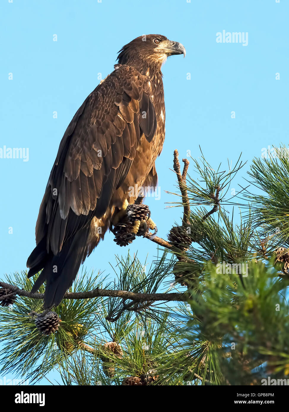Juvenile Bald Eagle Stock Photo - Alamy
