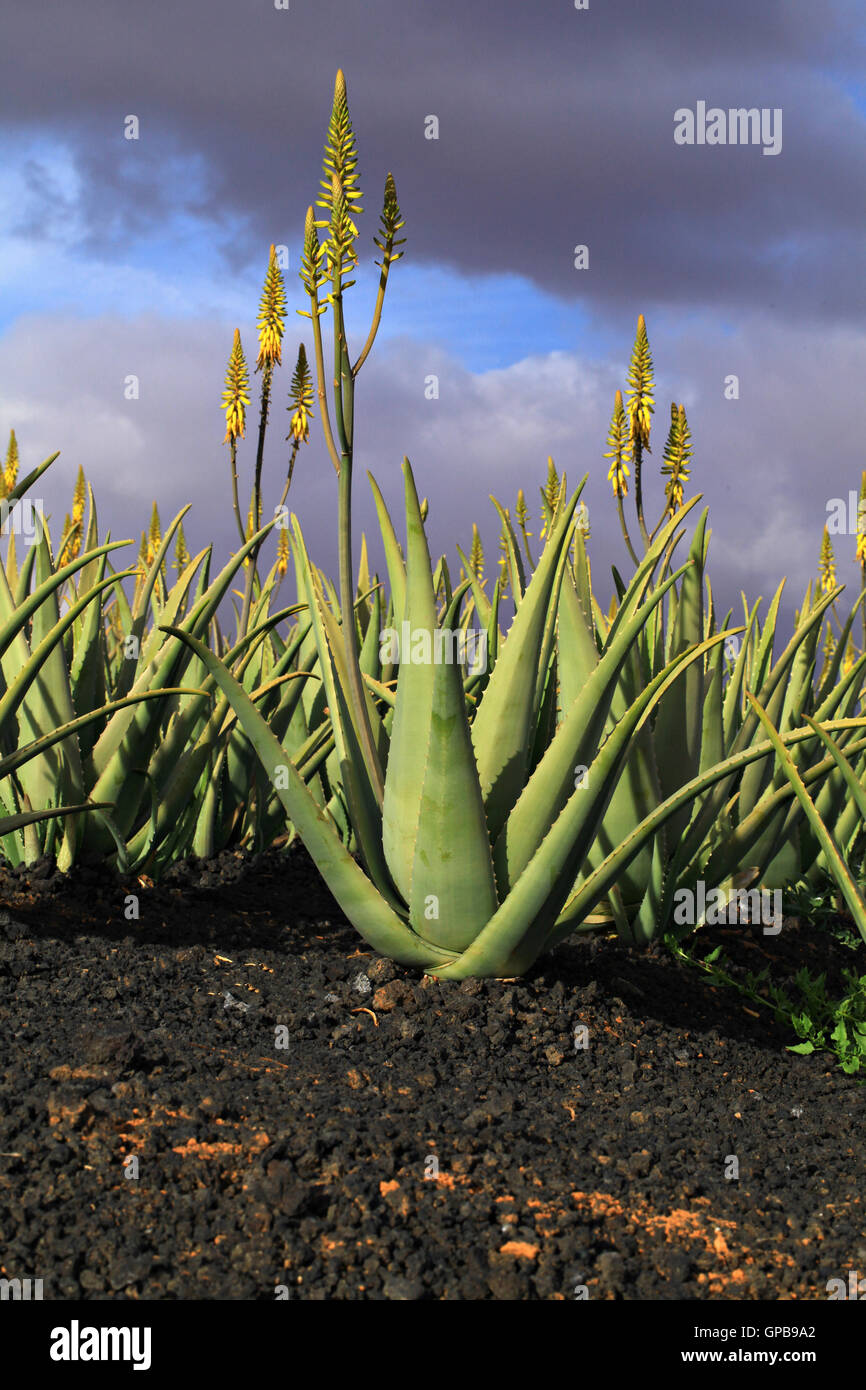 Aloe vera plantation in La Oliva, Fuerteventura,Canary Islands,Spain Stock Photo