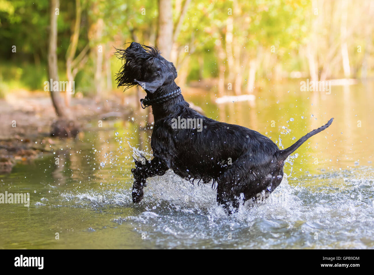 outdoor action with a Standard Schnauzer in the water Stock Photo