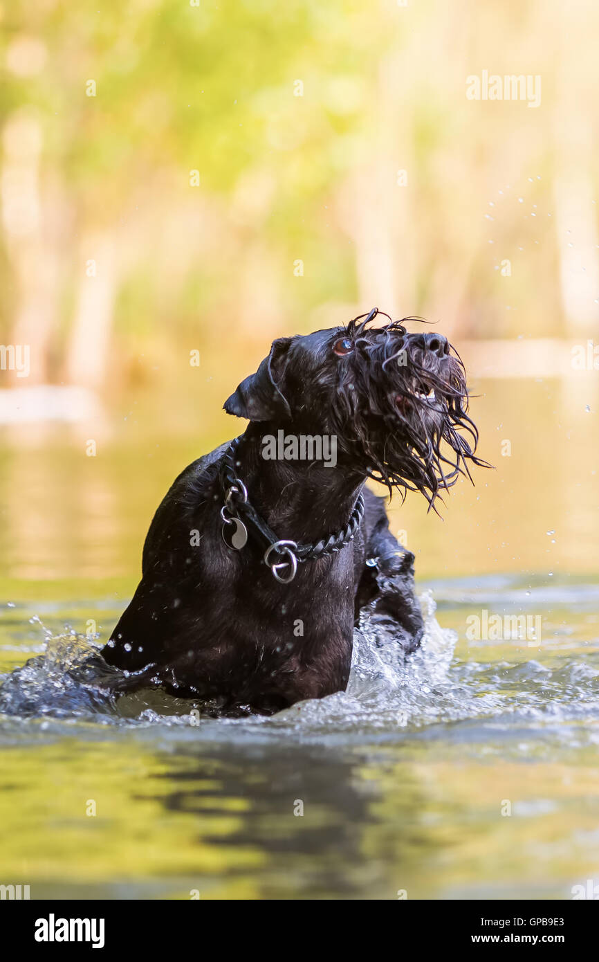 outdoor action with a Standard Schnauzer in the water Stock Photo