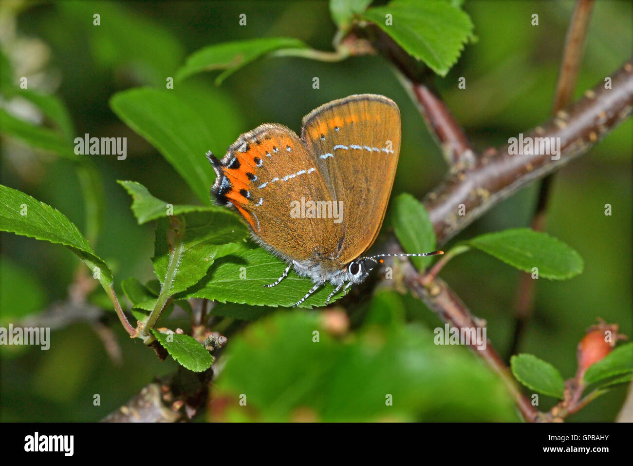 A female Black Hairstreak butterfly,Strymonidia Pruni, on blackthorn ...