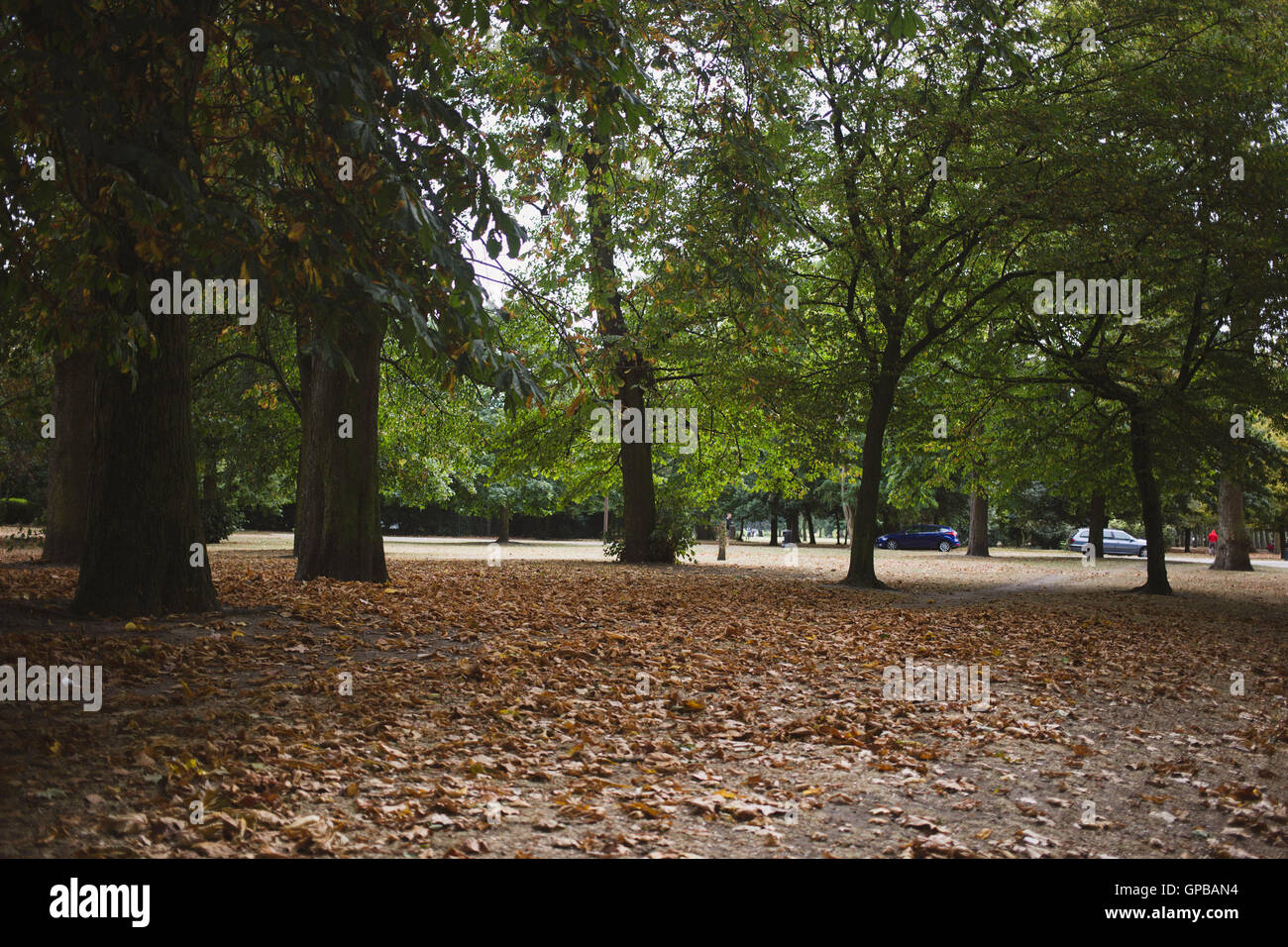Green trees and brown leaves on ground in Victoria Park, London. Stock Photo