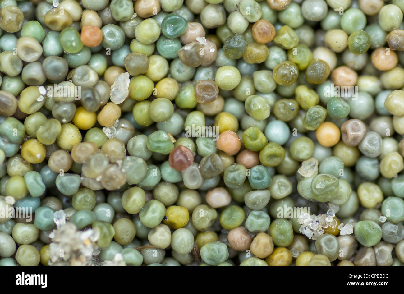 Macro photo of horseshoe crab eggs and grains of sand, Delaware Bay, America Stock Photo