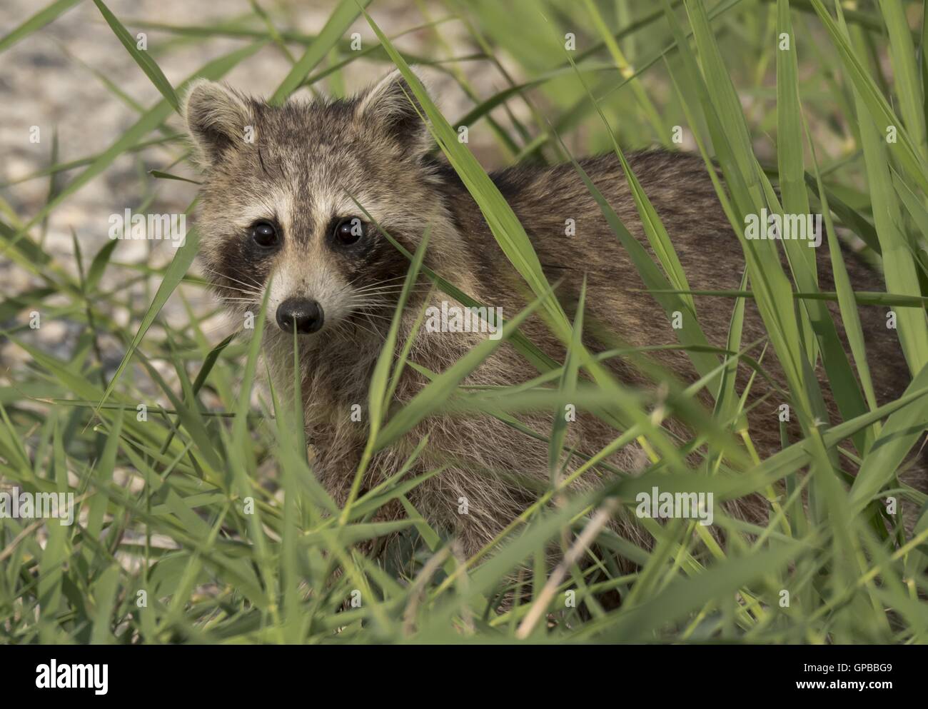 Racoon peering through grass, Delaware, America Stock Photo