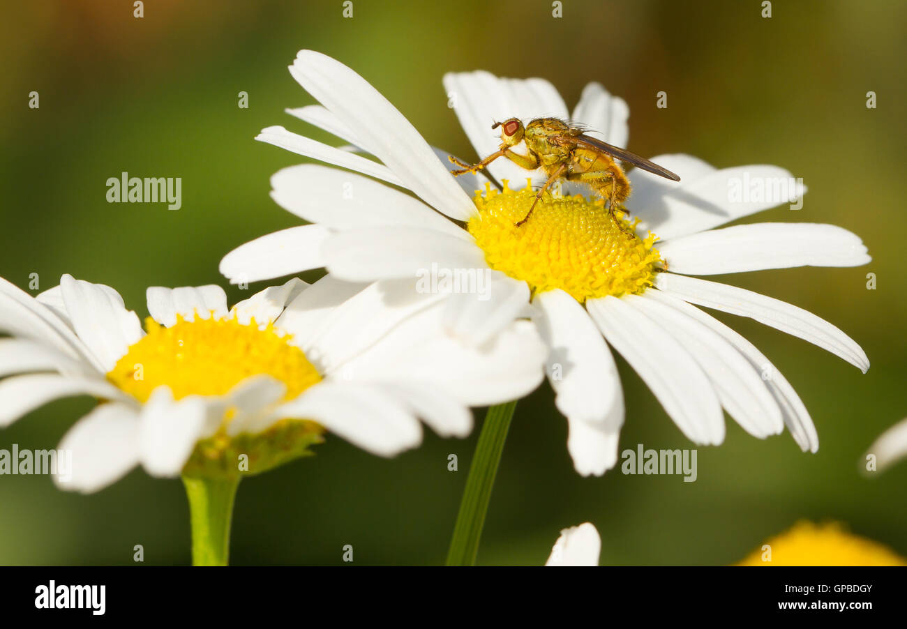 Small fly on an ox eye daisy Stock Photo