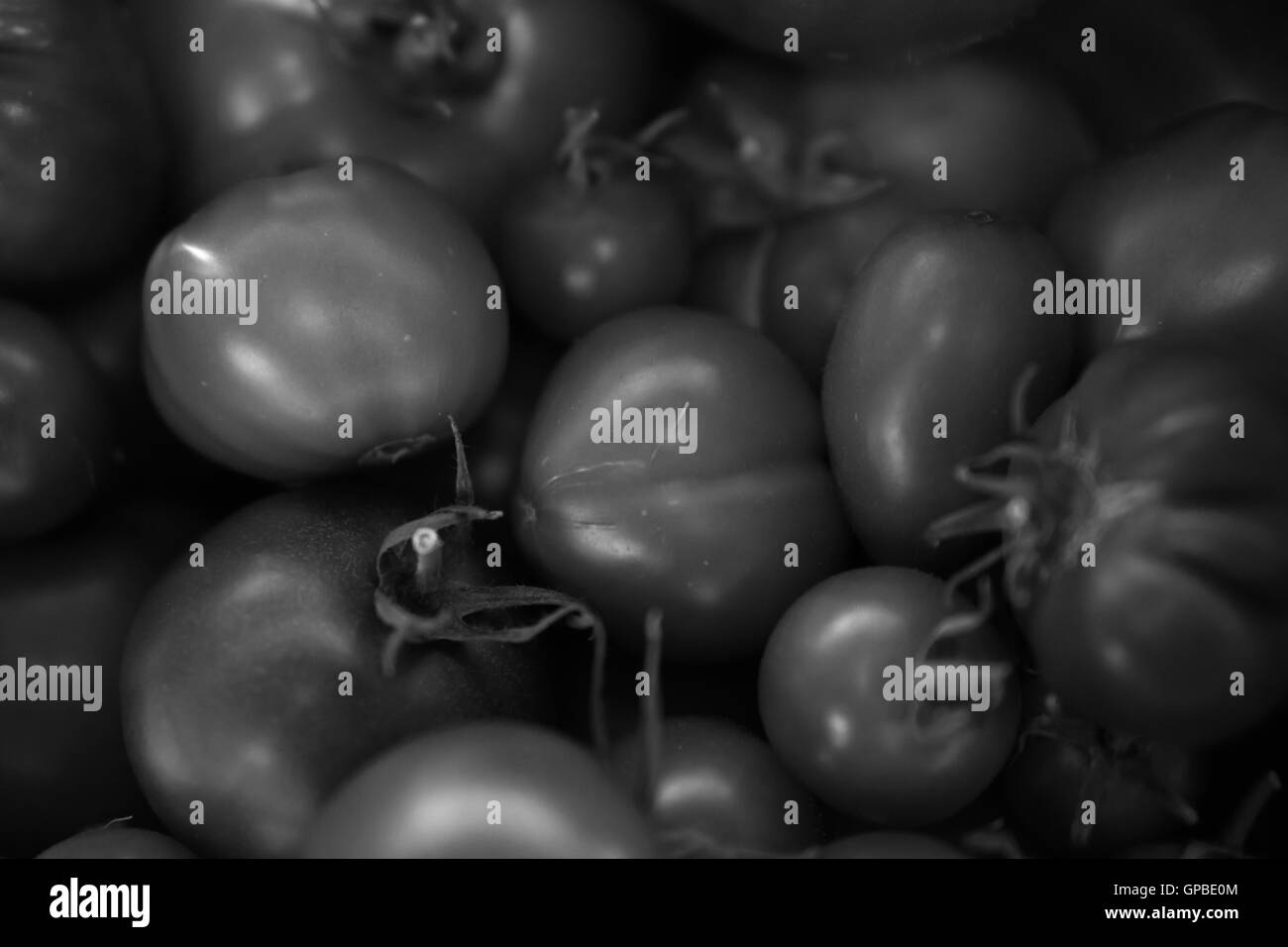 tomato tomatoes Stock Photo