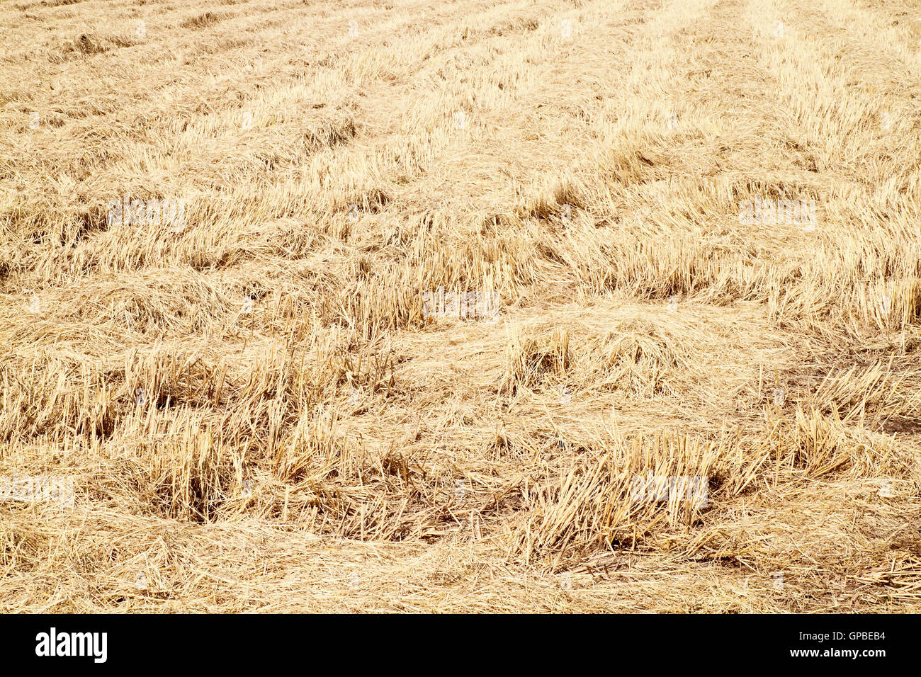 rice straw filed Stock Photo Alamy