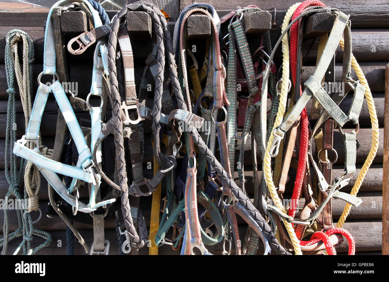 Details of diversity used horse reins Stock Photo Alamy