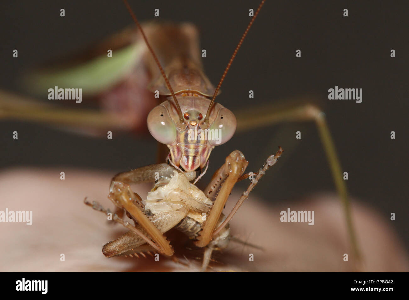 A Chinese praying mantis / giant Japanese mantis (Tenodera sinensis) eating a house cricket (Acheta domestica), Indiana, USA Stock Photo