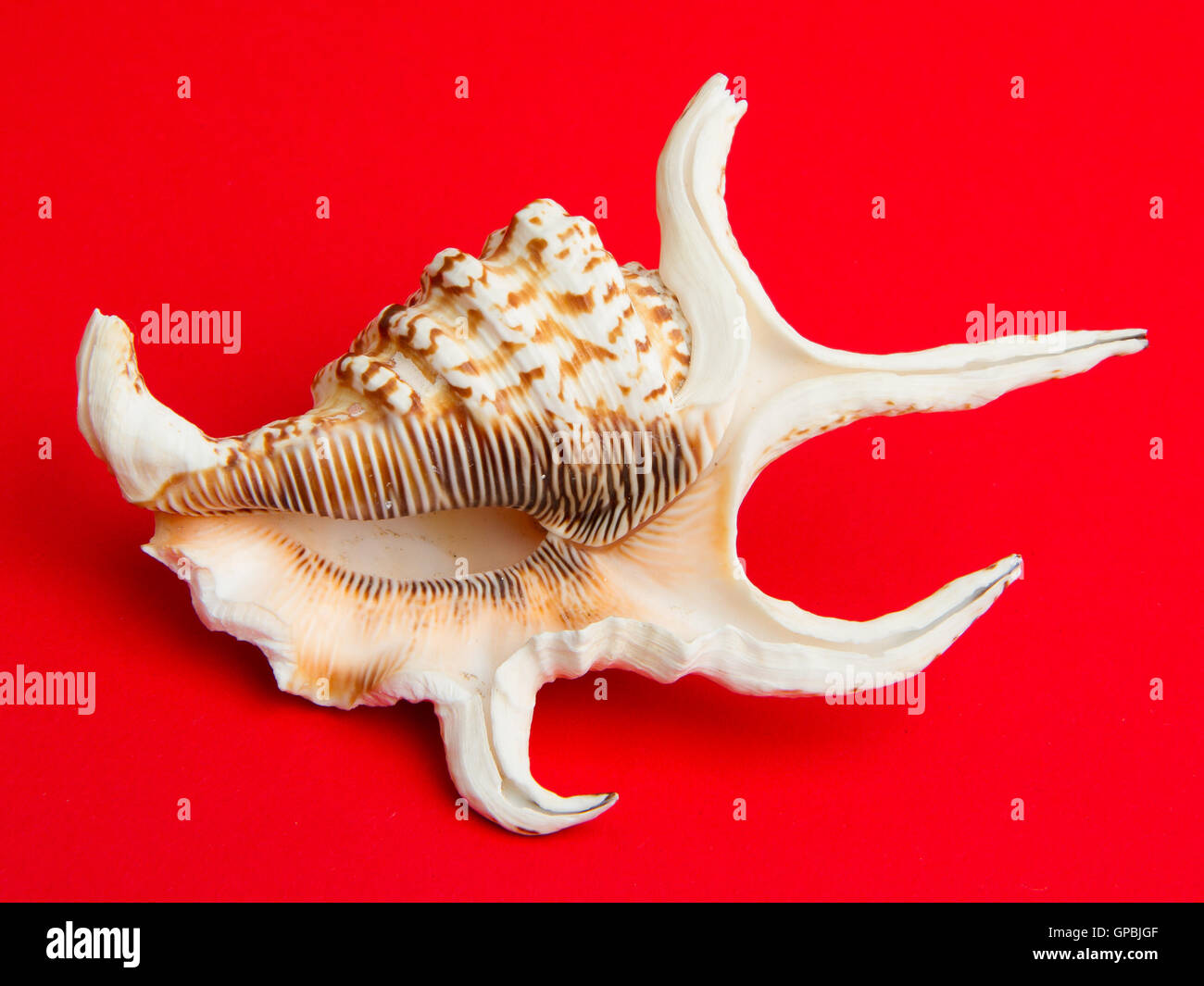 Sea shell over a red background Stock Photo - Alamy