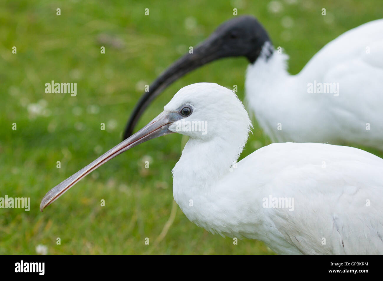 Spoonbill and ibis in their natural habitat Stock Photo - Alamy