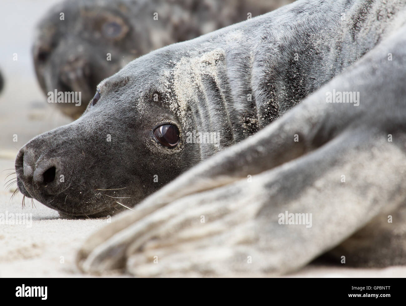 A grey seal Stock Photo Alamy