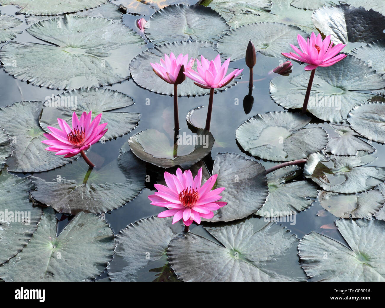 Water lily lotus flower and leaves Stock Photo - Alamy