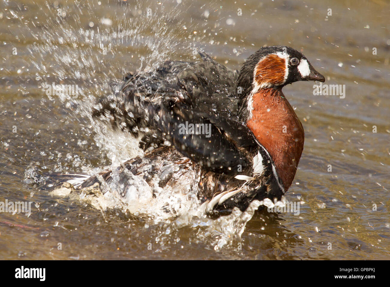 Redbreasted Goose washing Stock Photo Alamy