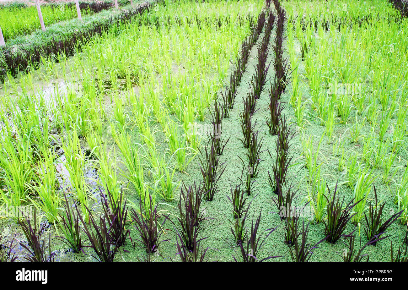 Cultivation of baby sticky rice in water Stock Photo - Alamy