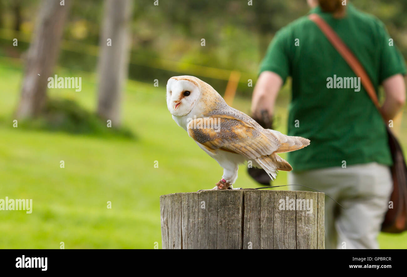An owl in captivity Stock Photo Alamy