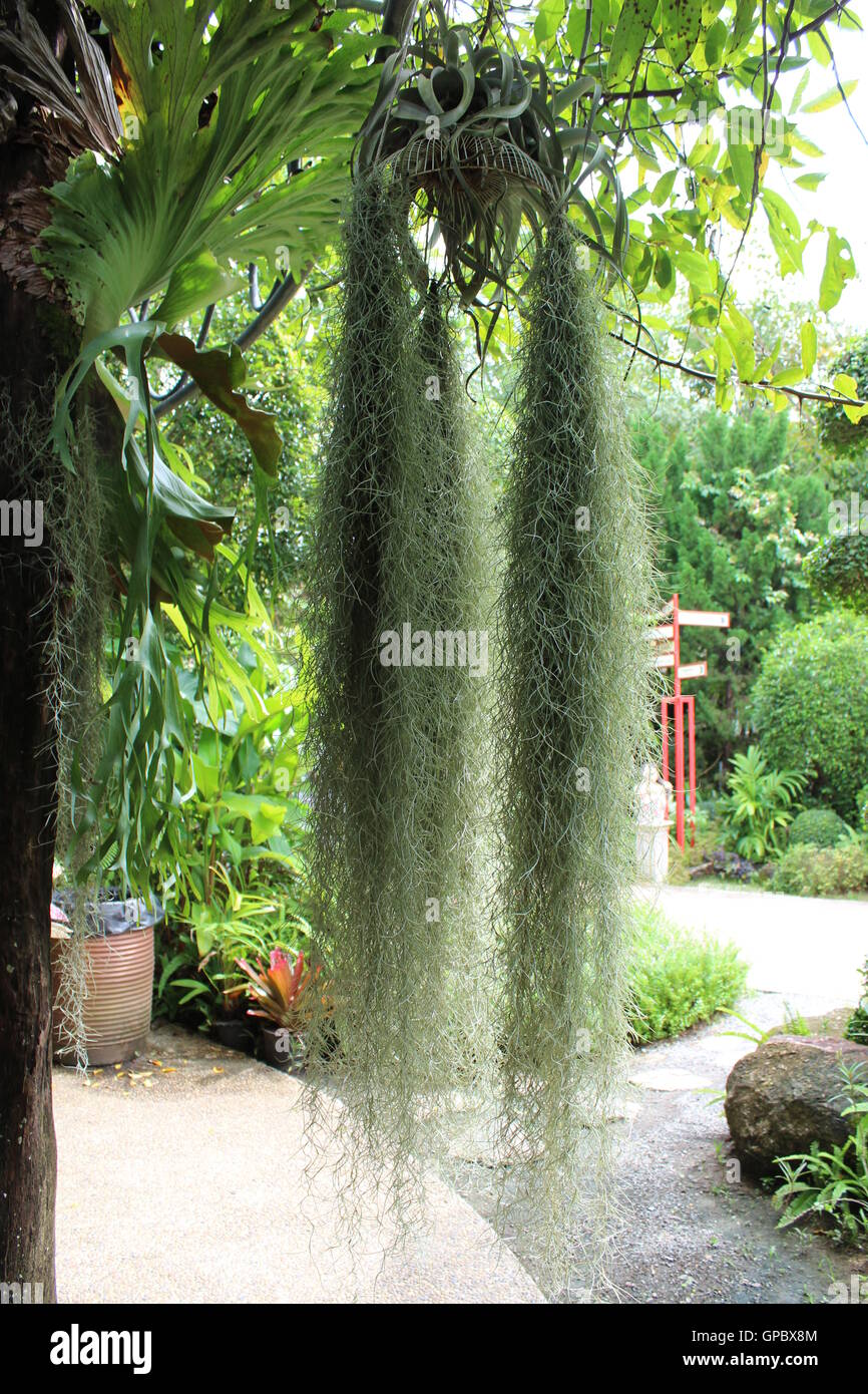 Exotic hanging plants in green garden, Phuket Botanic, Thailand Stock