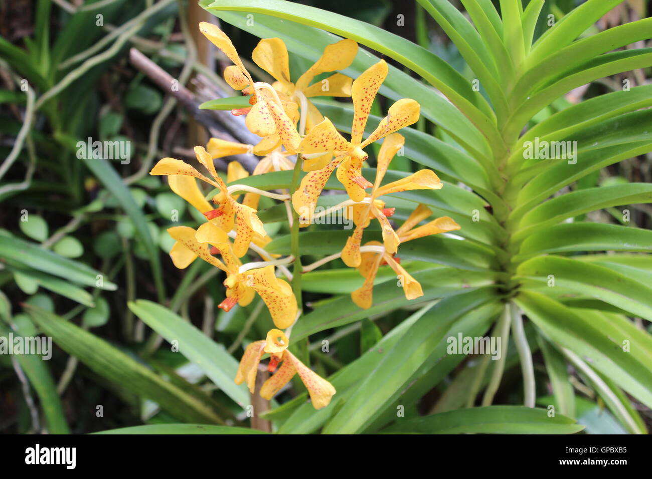 Thailand yellow flower tree hi-res stock photography and images - Alamy