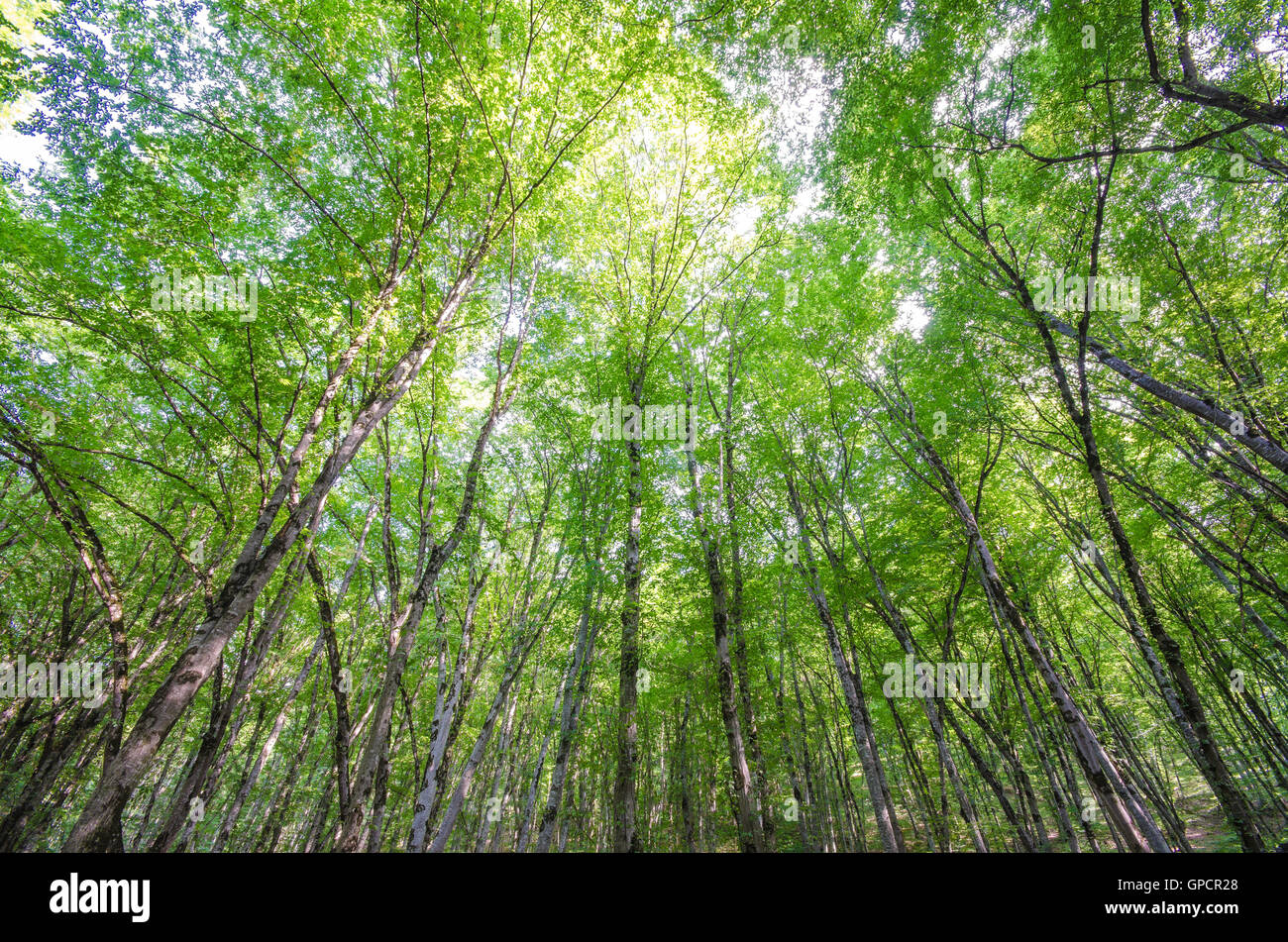 Green forest in bright summer day Stock Photo - Alamy
