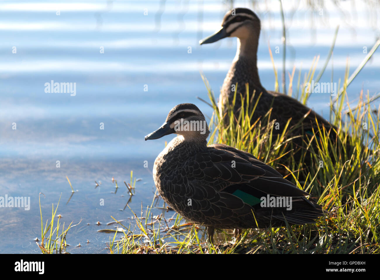 Ducks by Lake Catani in Mount Buffalo National Park Stock Photo