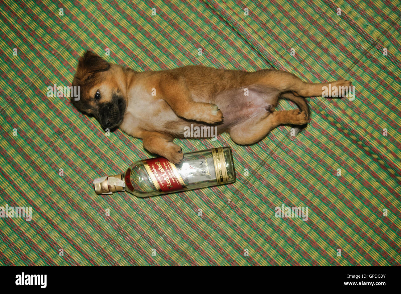 What Happens When A Dog Gets Drunk