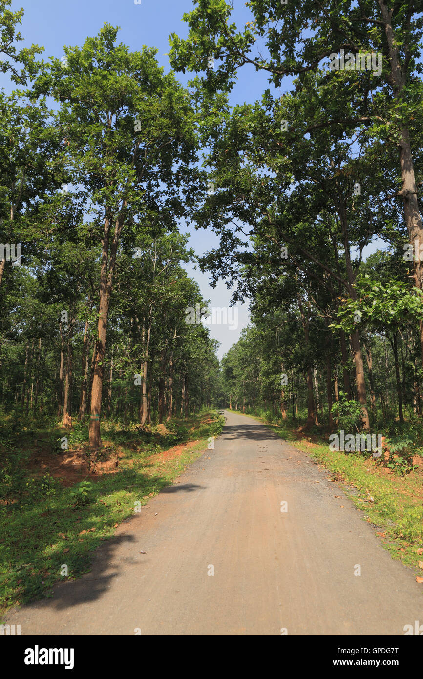 Dense forest, Jagdalpur, Bastar, Chhattisgarh, India, Asia Stock Photo