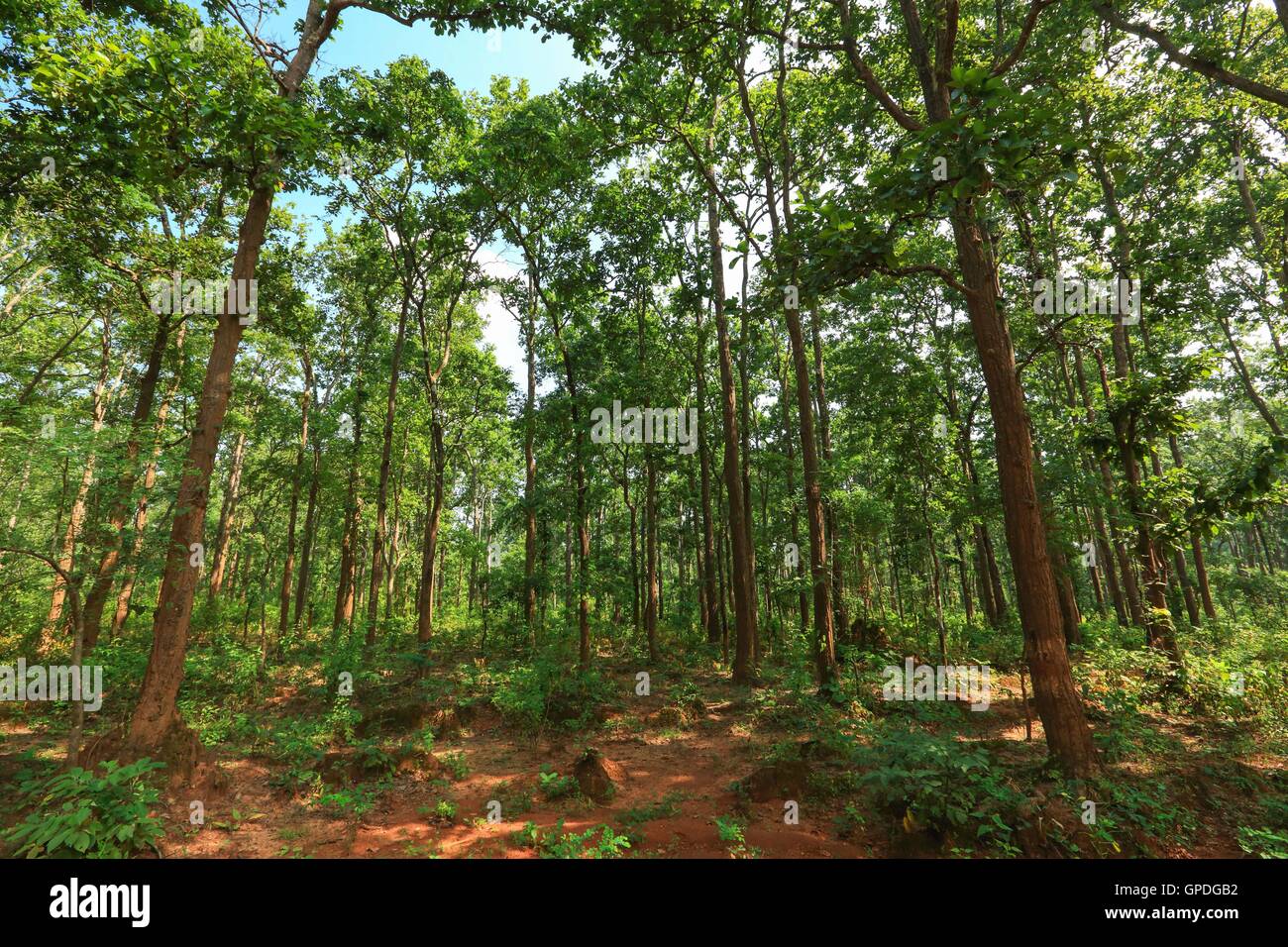 Dense forest, Jagdalpur, Bastar, Chhattisgarh, India, Asia Stock Photo