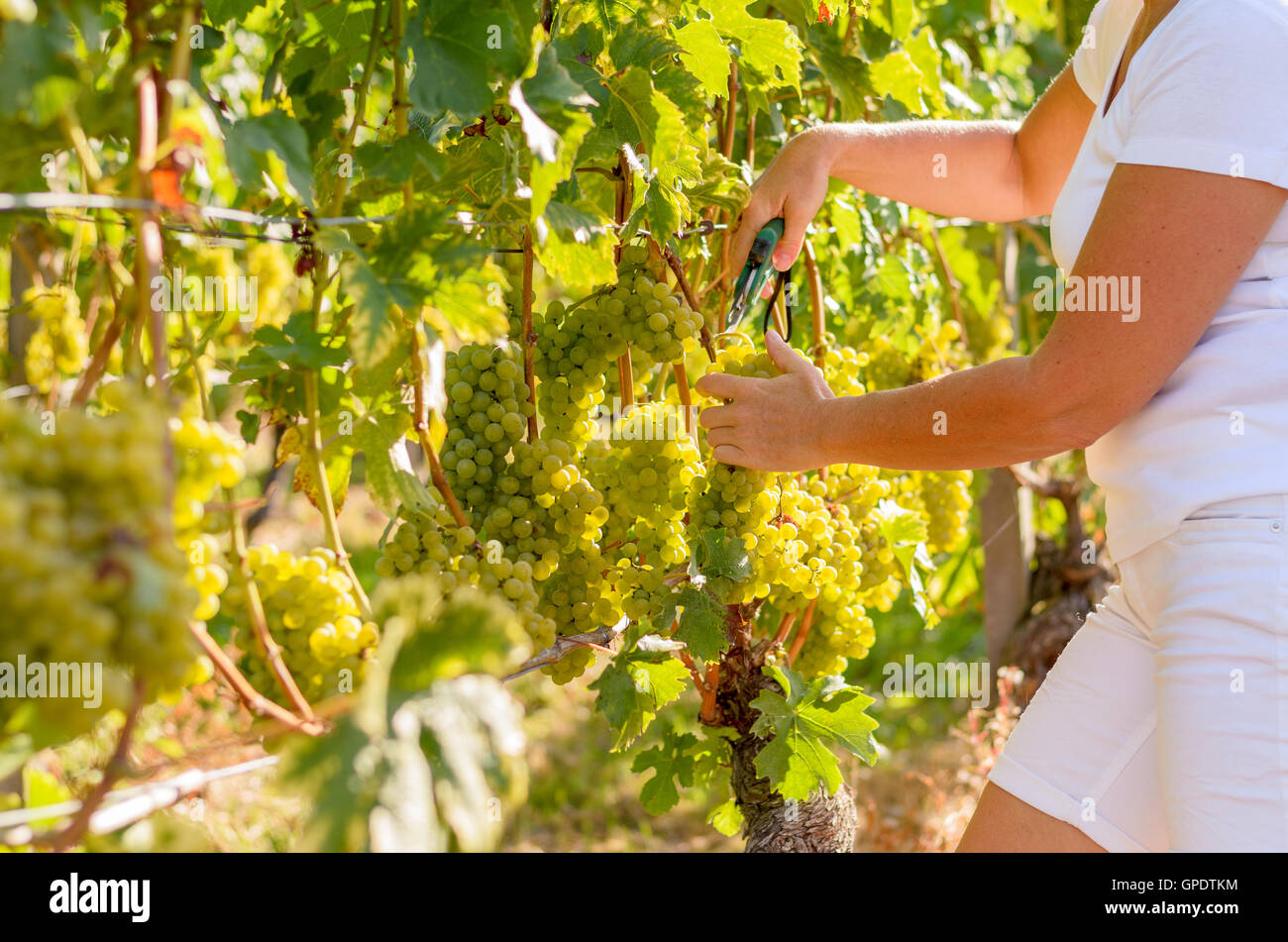 Close up of a Woman tending to bunches of ripening green grapes growing on trellised vines in a vineyard on a winery Stock Photo