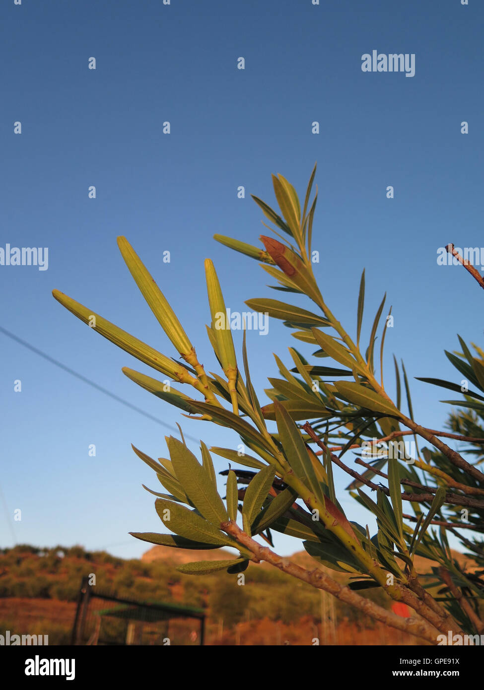 Close-up of seed pods on oleander shrub in Alora Countryside, Andalusia Stock Photo