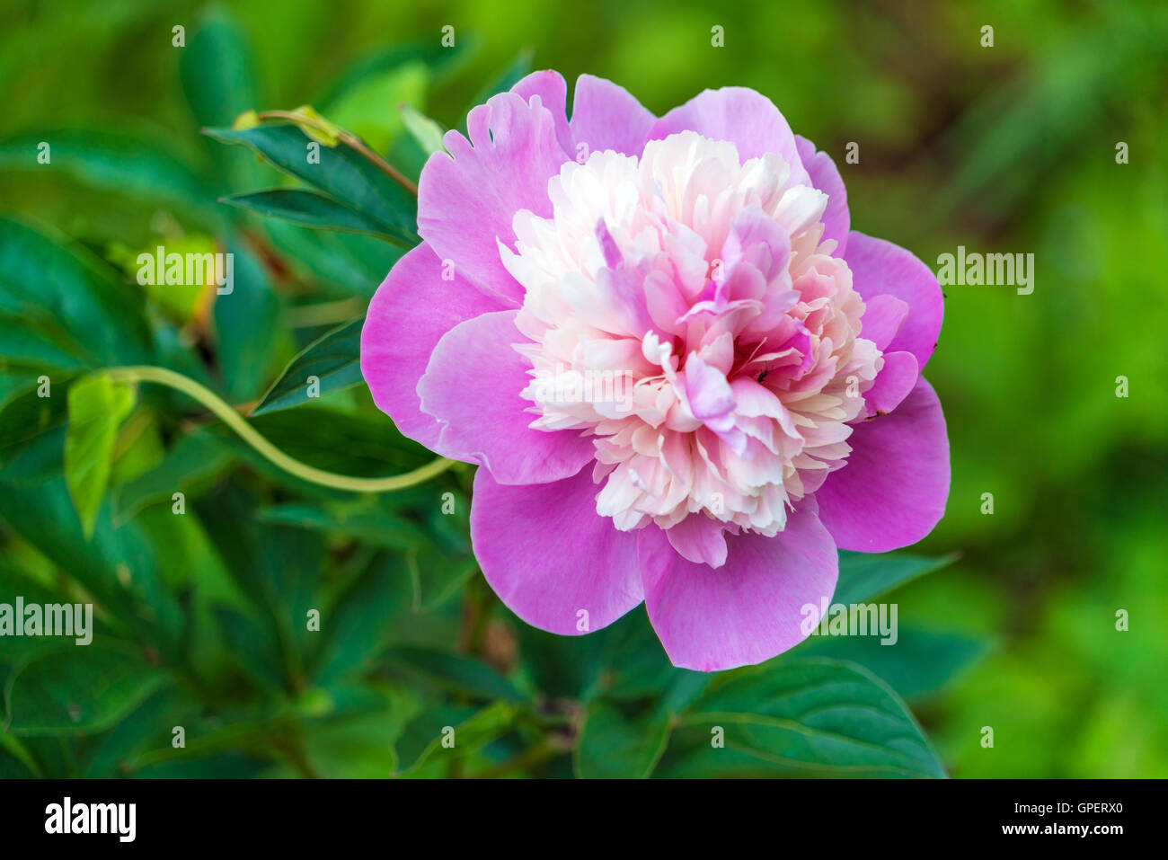 Common peony (Paeonia officinalis) pink flower in summer garden Stock Photo