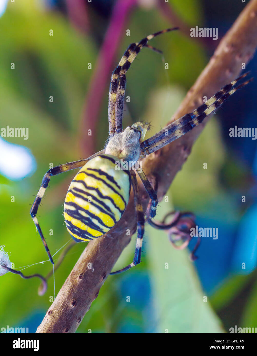 The Yellow Striped Venomous Wasp Spider Argiope Bruennichi In