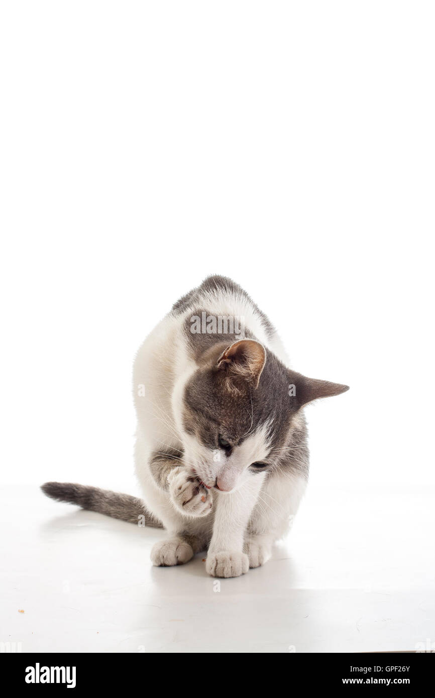 Cute trained cat cleaning paw in the white background. He born in the