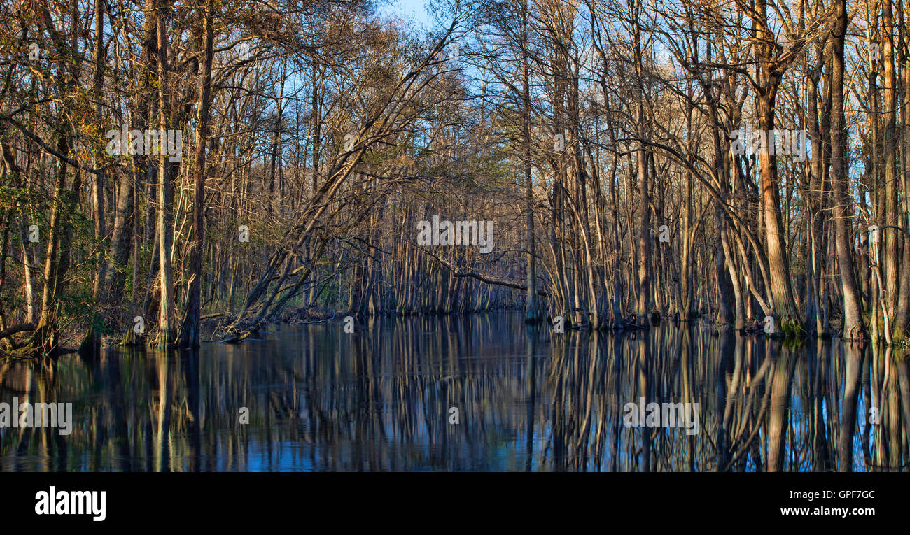 Sides of the Lumber River in North Carolina lined with trees Stock