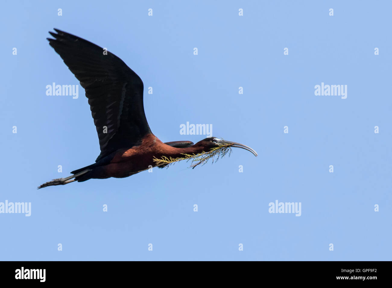 Glossy Ibis in Flight collecting nesting material Stock Photo