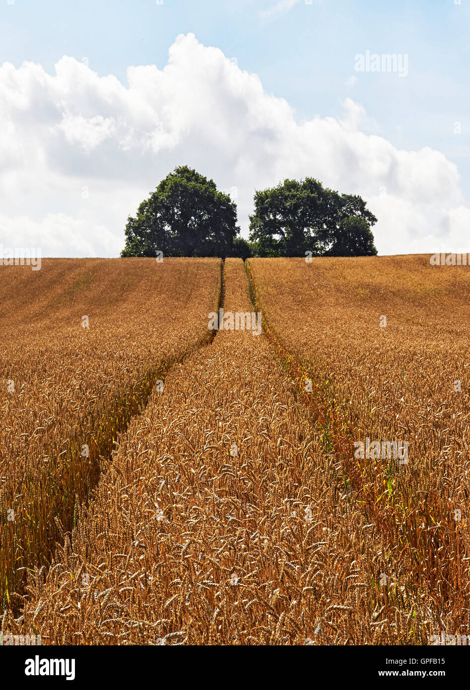 Wheat field with ripe crop and tracks to distant trees in Surrey South East England Stock Photo