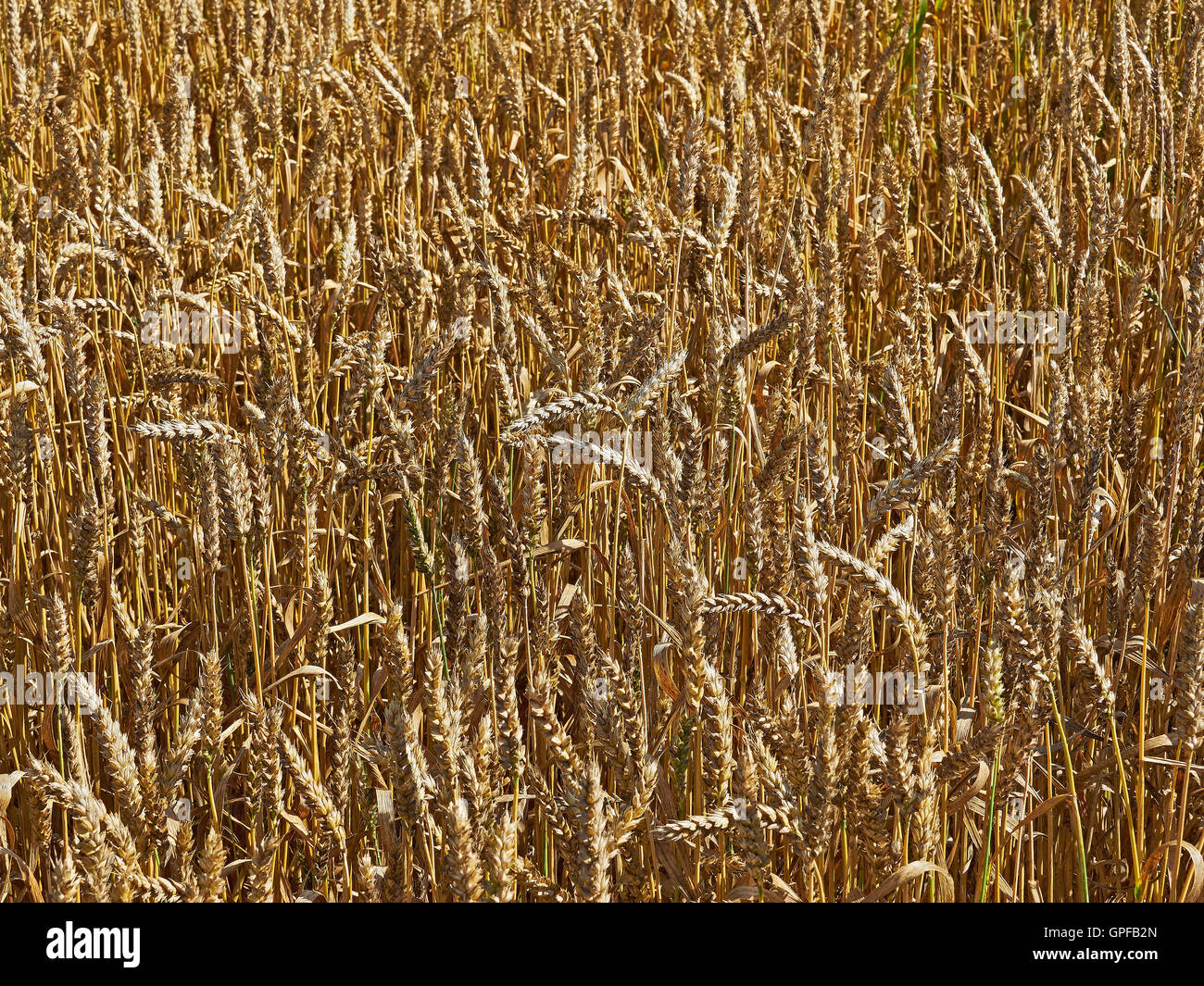 Wheat field with ripe crop in Surrey South East England Stock Photo