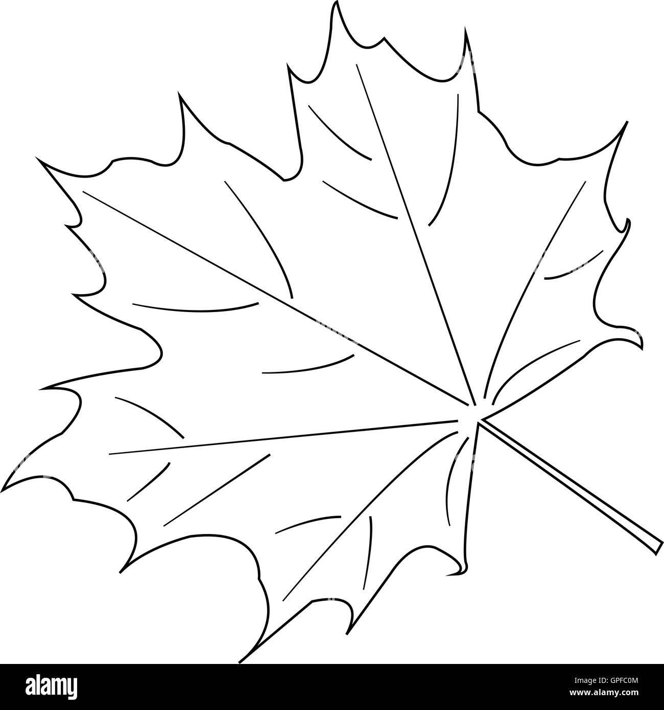 Maple Leaf. vector Stock Vector