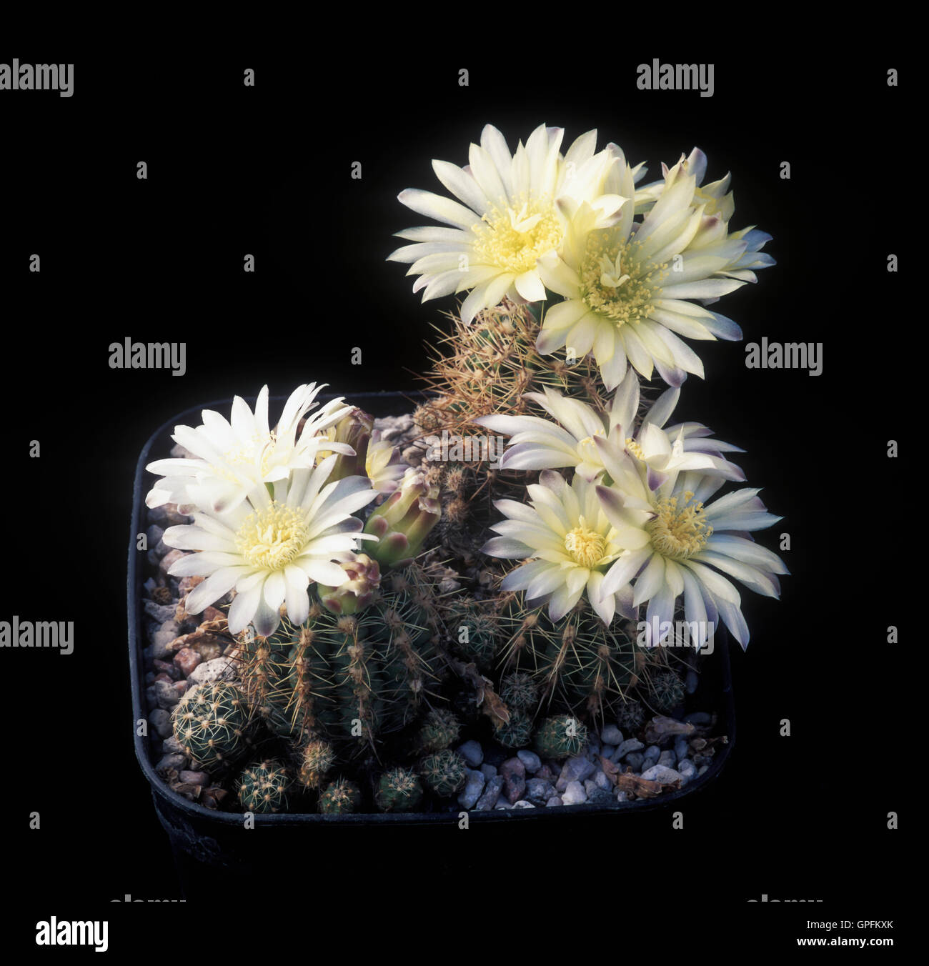 Blooming cactus (Gymnocalycium andreae) Stock Photo