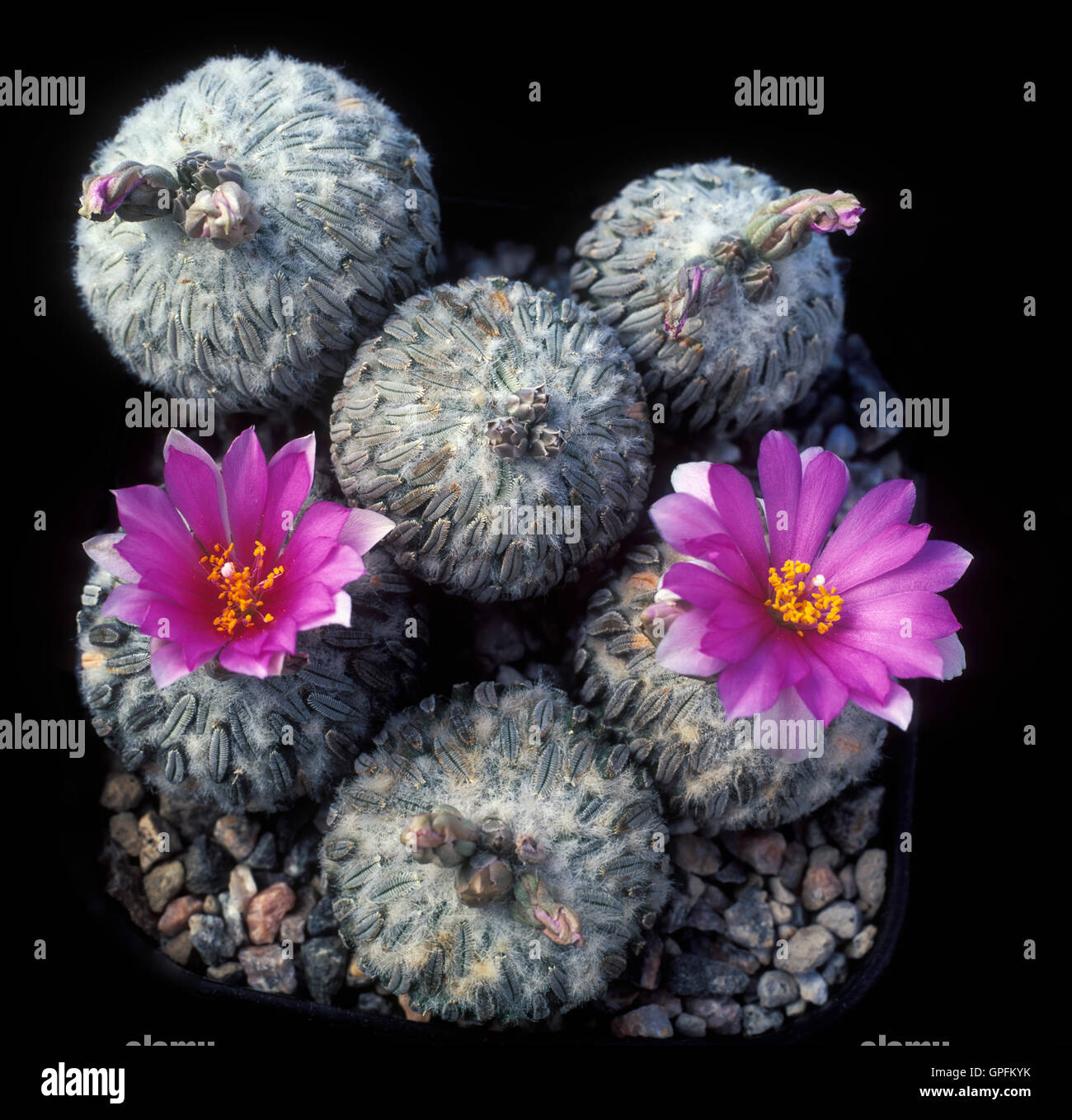 Cactus (Pelecyphora asselliformis) Stock Photo
