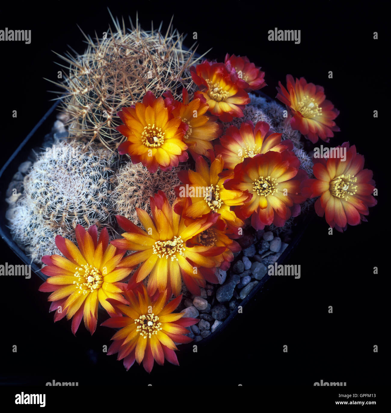 Blooming cactus Stock Photo