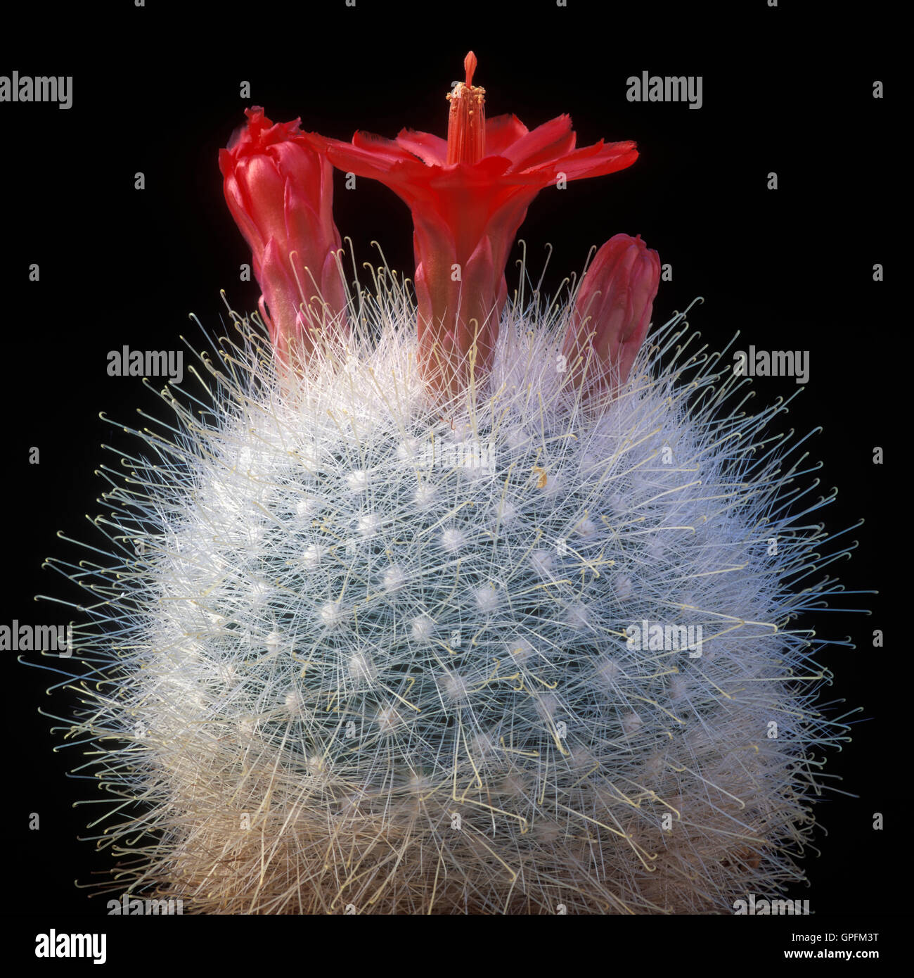 Blooming cactus (Mammilaria senilis) Stock Photo