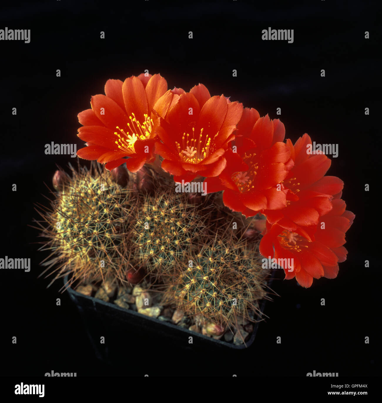 Blooming Kupper's crown cactus (Rebutia kupperiana) Stock Photo