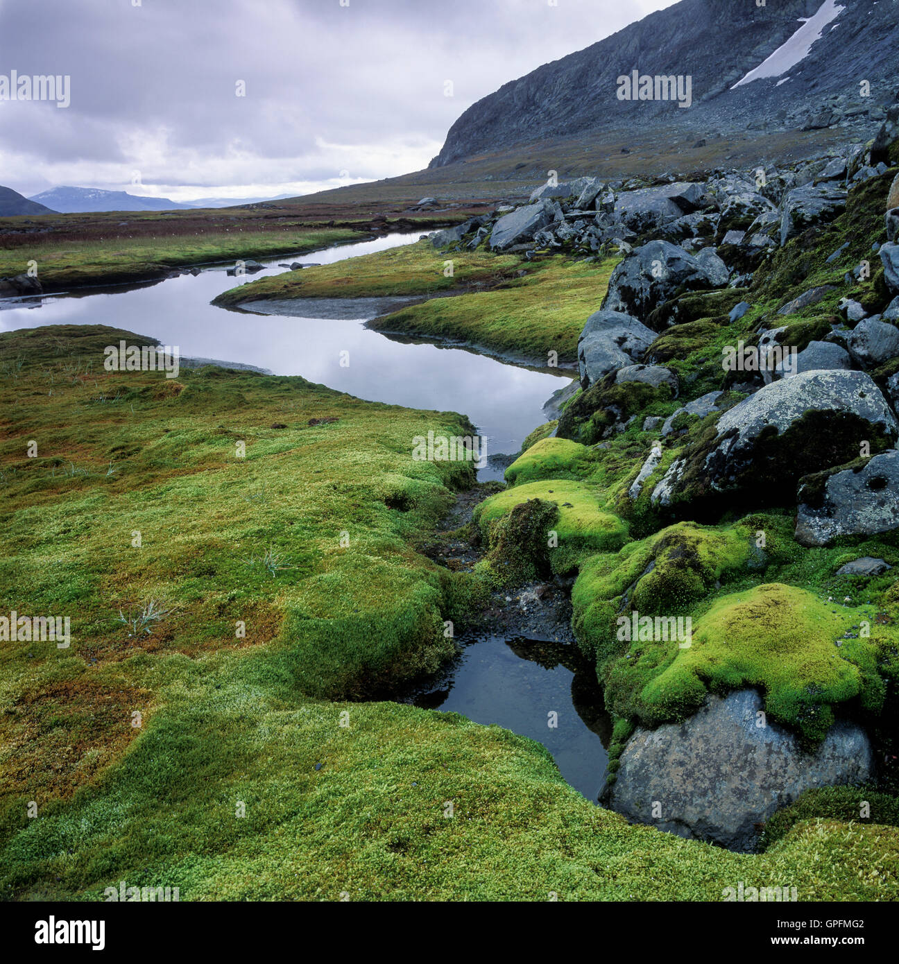 Mountain creek and moss, Sweden Stock Photo