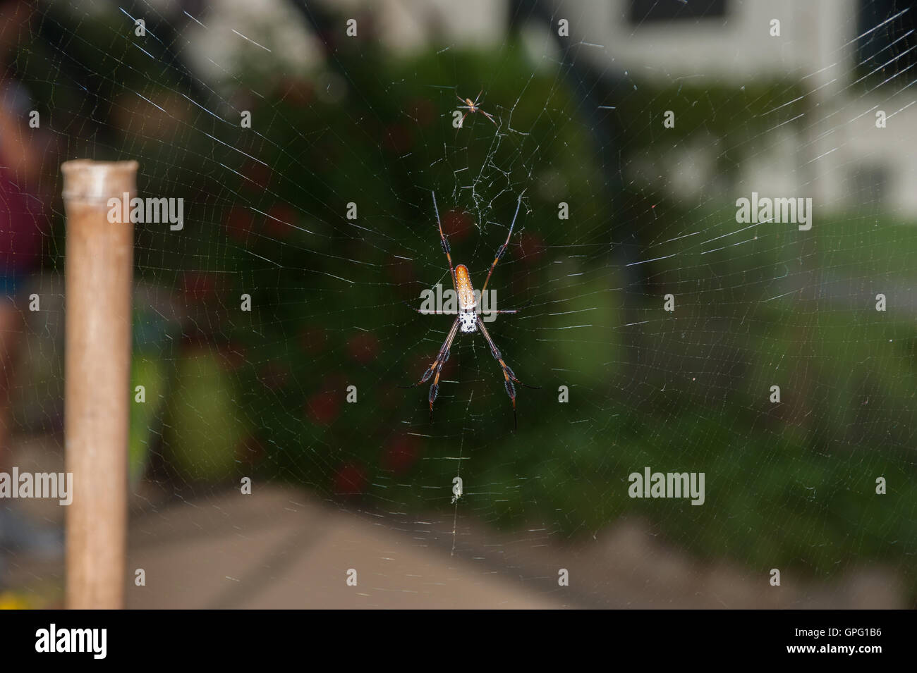 Golden Orbweaver spider sitting in center of web trap Stock Photo