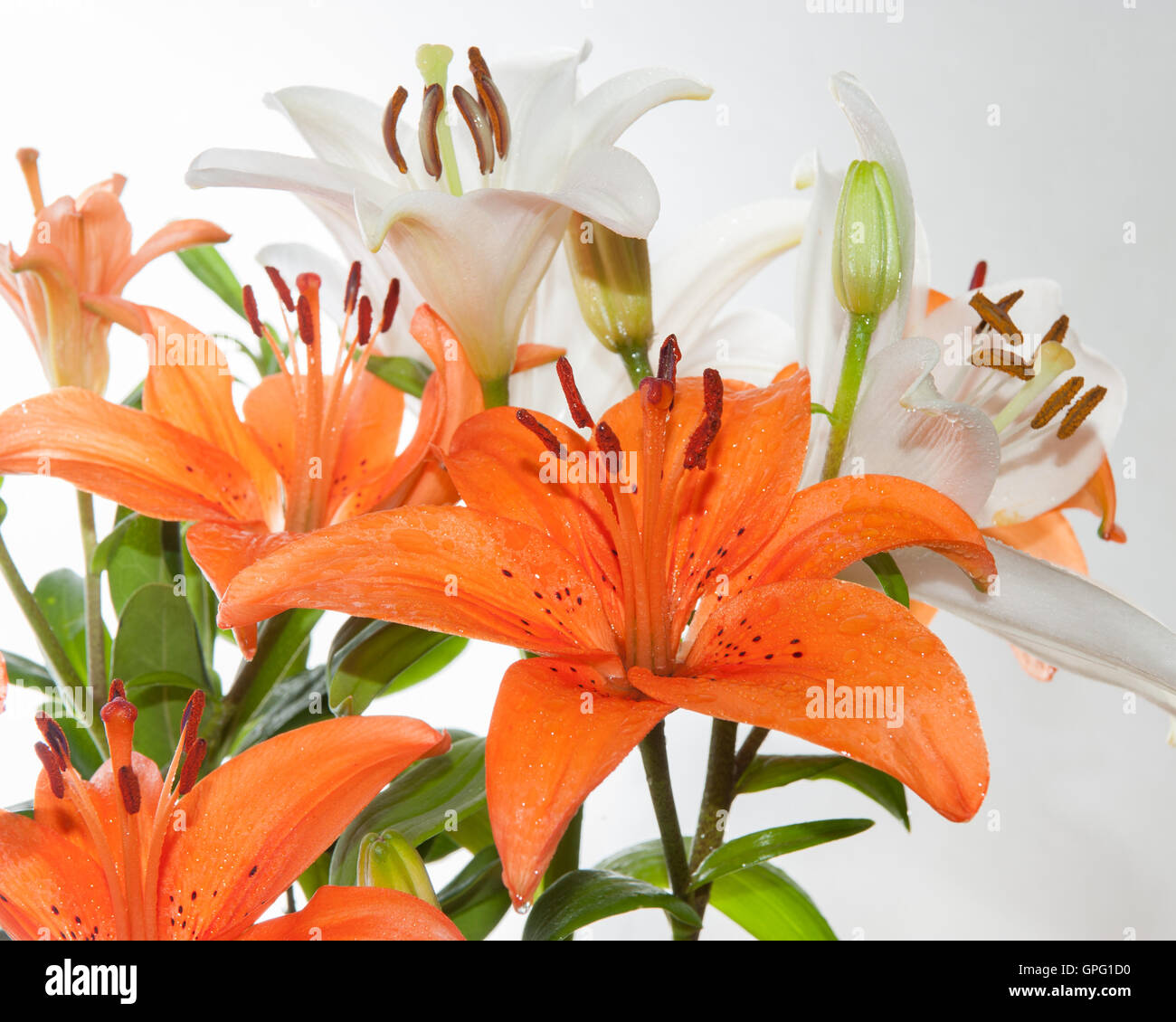 Close view of Tiger Lily Stargazer flower wet with morning dew Stock Photo