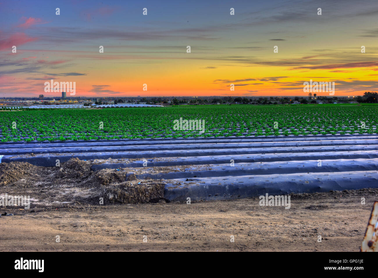 Agriculture field is covered in plastic and beginning to grow Stock Photo