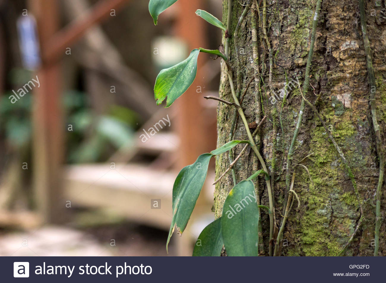 Rainforest Tree Bark Stock Photos & Rainforest Tree Bark Stock Images