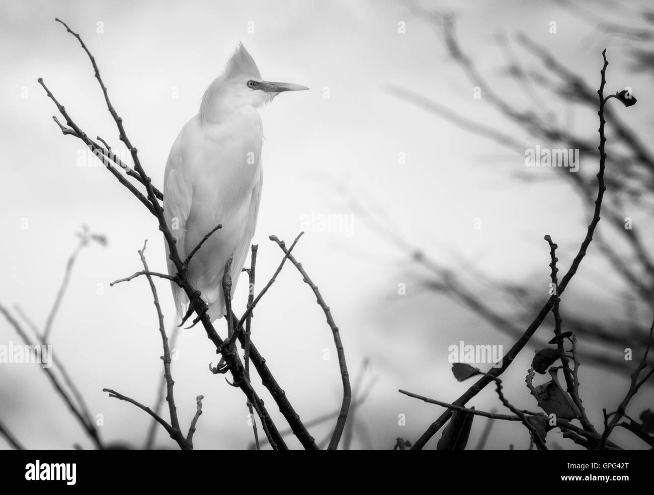 In this high key black and white image a White Cattle Egret stands against a bright white sky defined only by shades of gray. Stock Photo