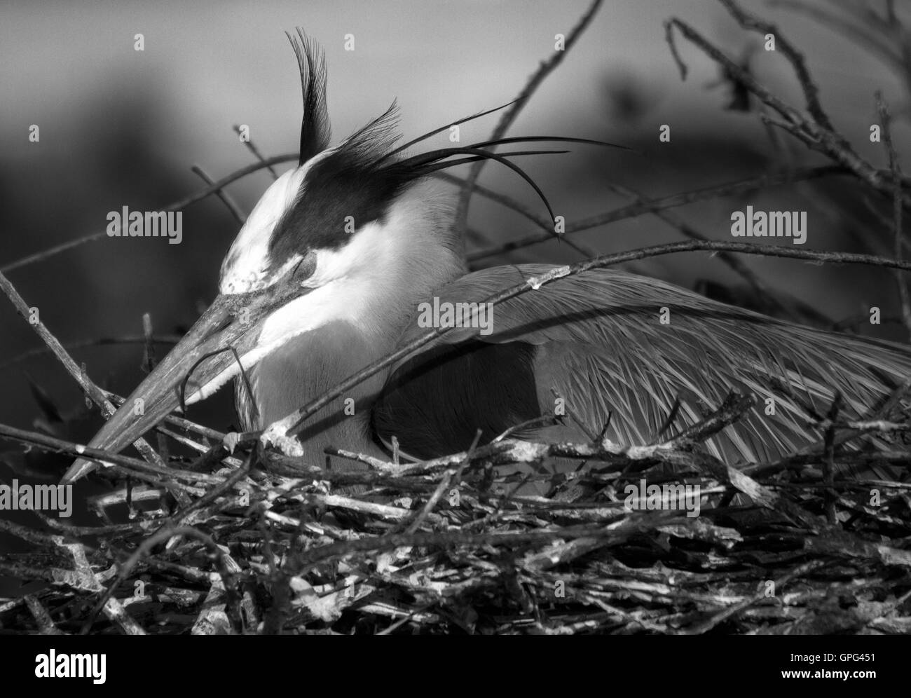 Diligent Great Blue Heron parent sits on its eggs and enjoys a late day snooze. It will stay until its mate comes to take turns. Stock Photo